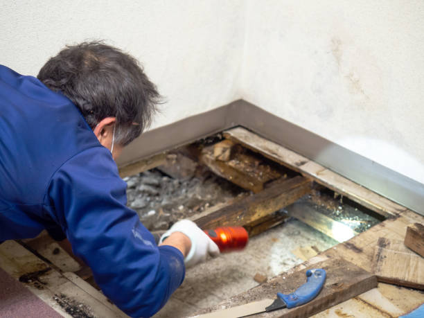 Best Crawl Space Mold Removal  in Brogden, NC
