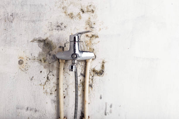 Best Best Mold Removal Companies  in Brogden, NC