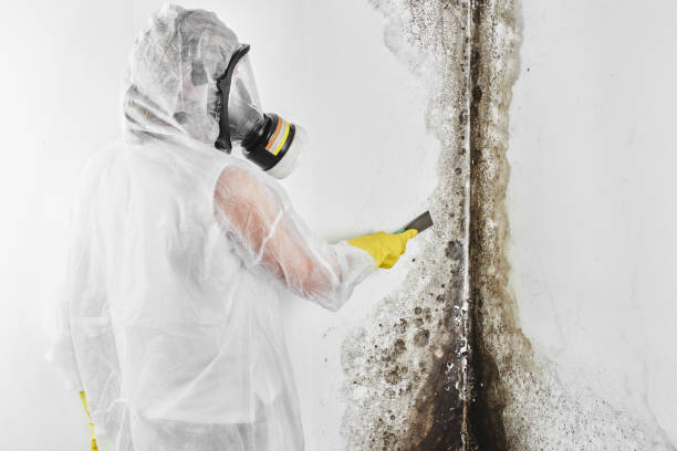 Brogden, NC Mold Removal Company