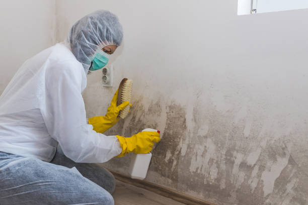 Best Mold Cleaning Services  in Brogden, NC