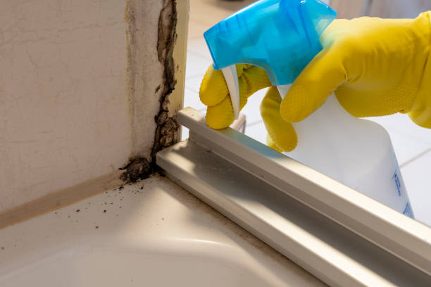 Best Black Mold Removal  in Brogden, NC