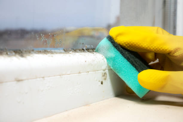 Best Office Mold Removal Services  in Brogden, NC