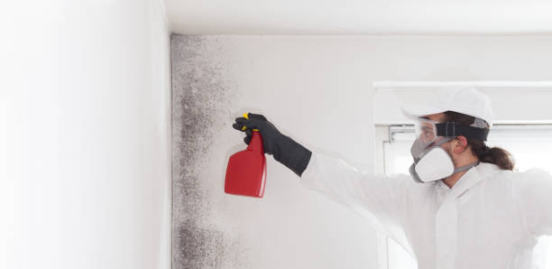 Best Residential Mold Removal  in Brogden, NC