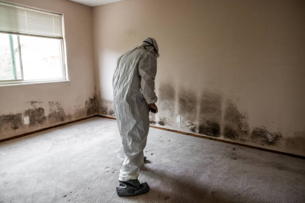 Crawl Space Mold Removal in Brogden, NC