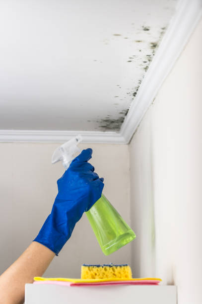 Home Mold Removal in Brogden, NC
